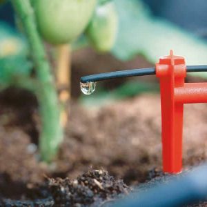 Drip stake with drip tube dripping on tomato plant